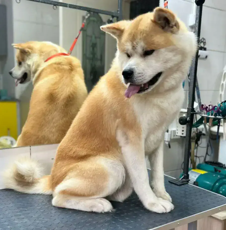 Алматыда акита грумингі - фото 1