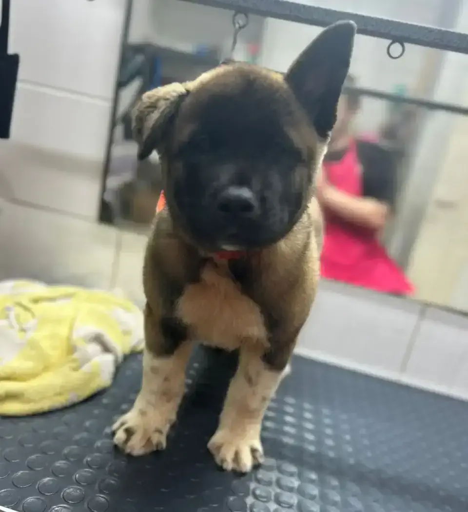 Алматыда акита грумингі - фото 2