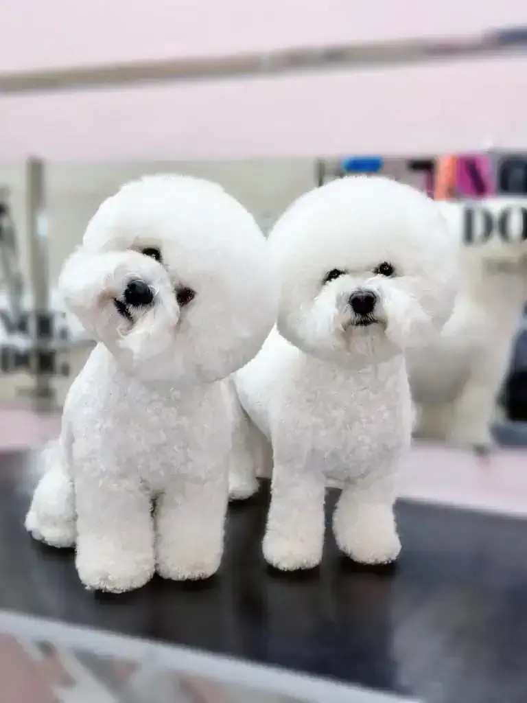 Алматыда бишон фризе грумингі - фото 2