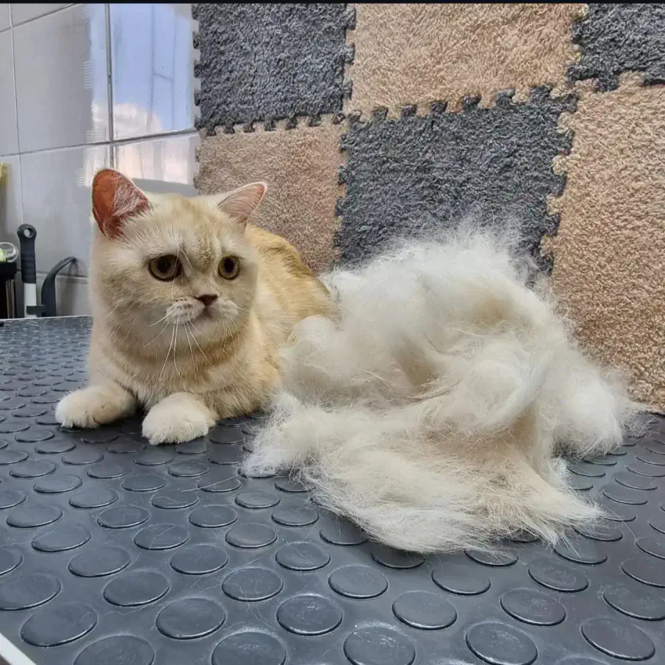 Груминг британской кошки в Алматы - фото 1