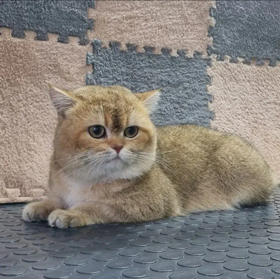 Груминг британской кошки в Алматы - фото 2