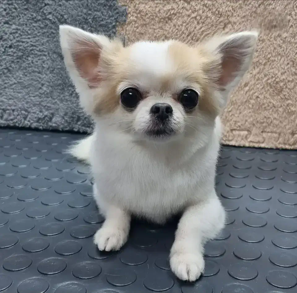 Алматыда чихуахуа грумингі - фото 1