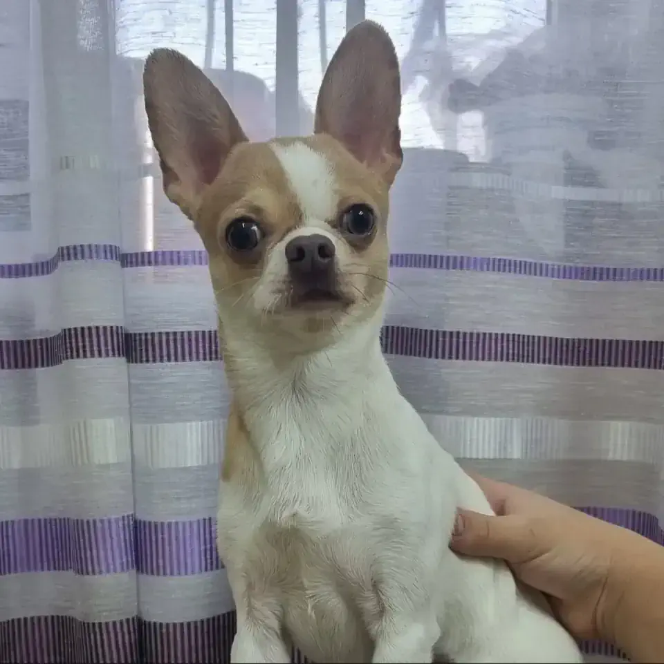 Алматыда чихуахуа грумингі - фото 2
