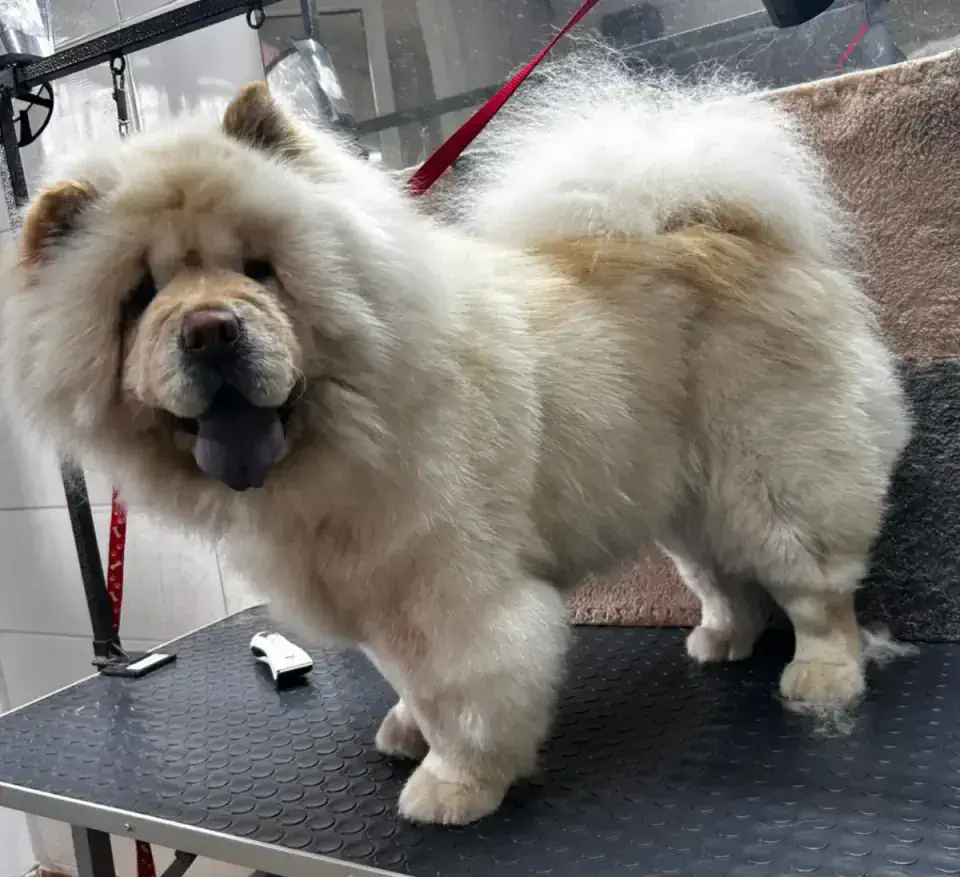 Груминг чау-чау в Алматы - фото 1