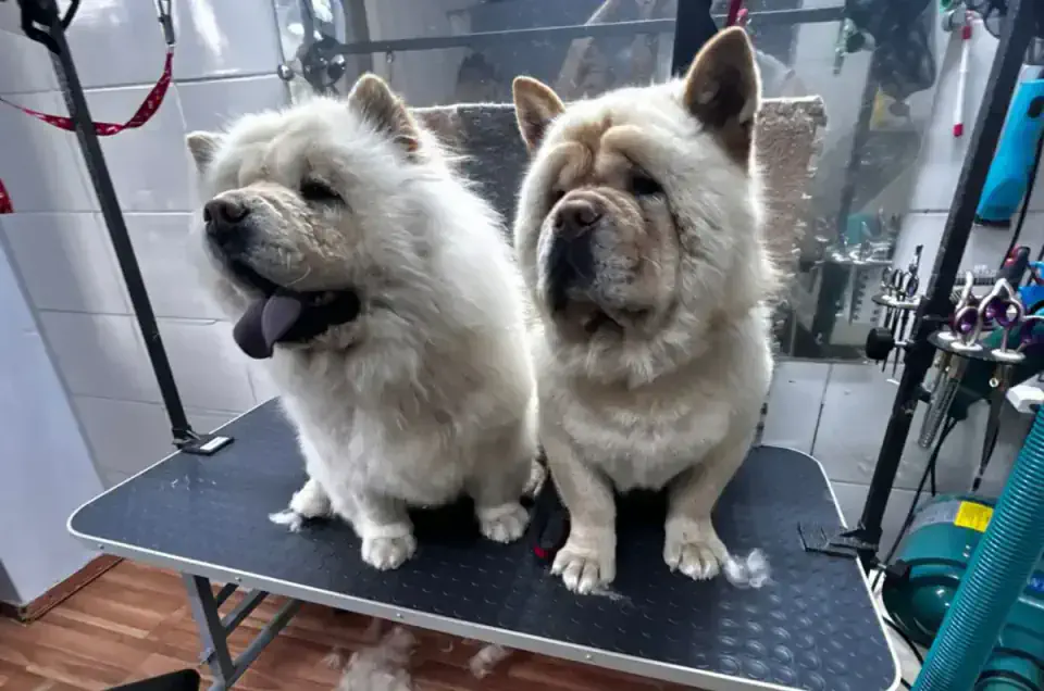 Груминг чау-чау в Алматы - фото 2