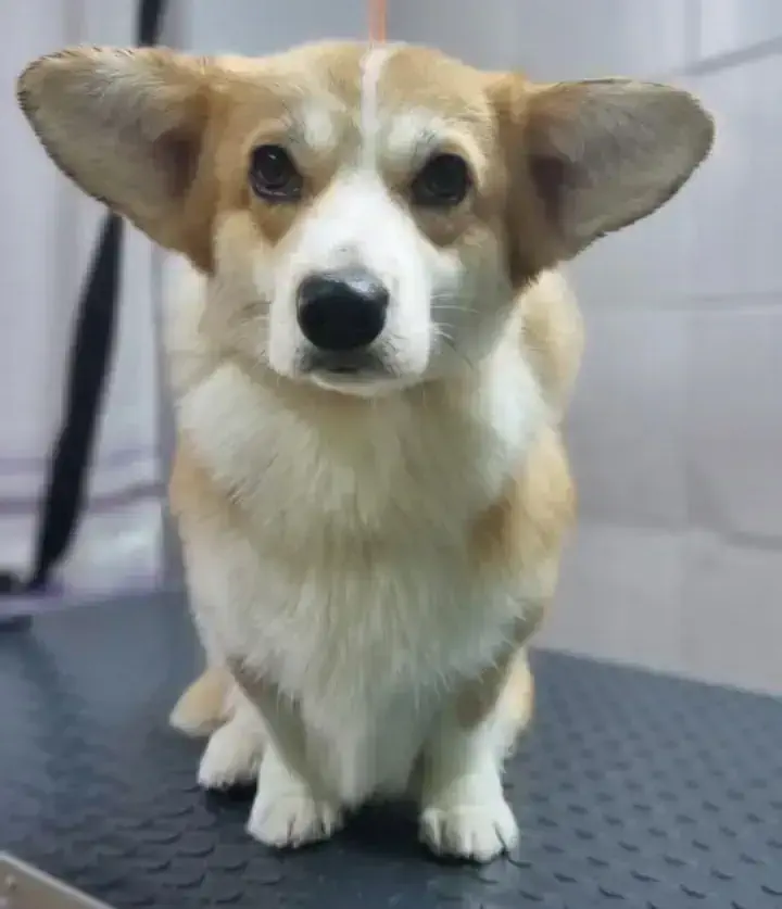 Груминг корги в Алматы - фото 1