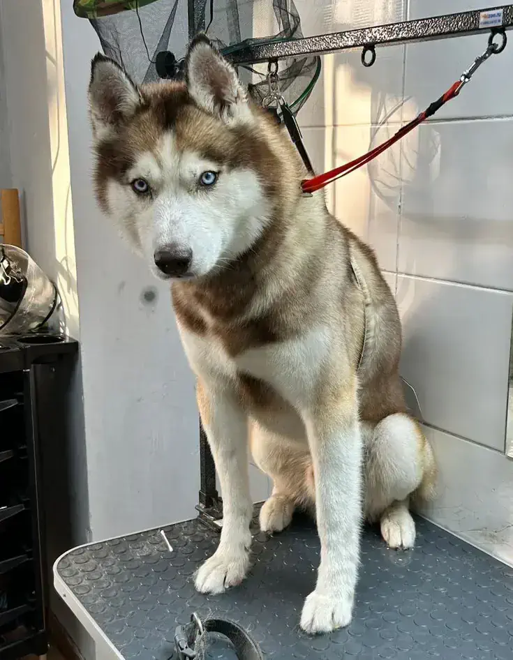 Алматыда хаски грумингі - фото 1