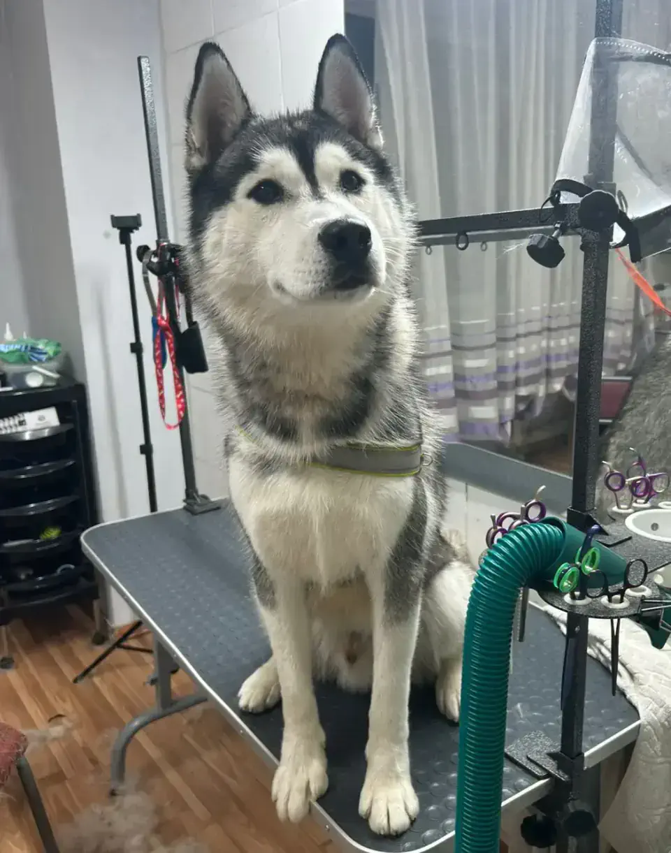 Алматыда хаски грумингі - фото 2