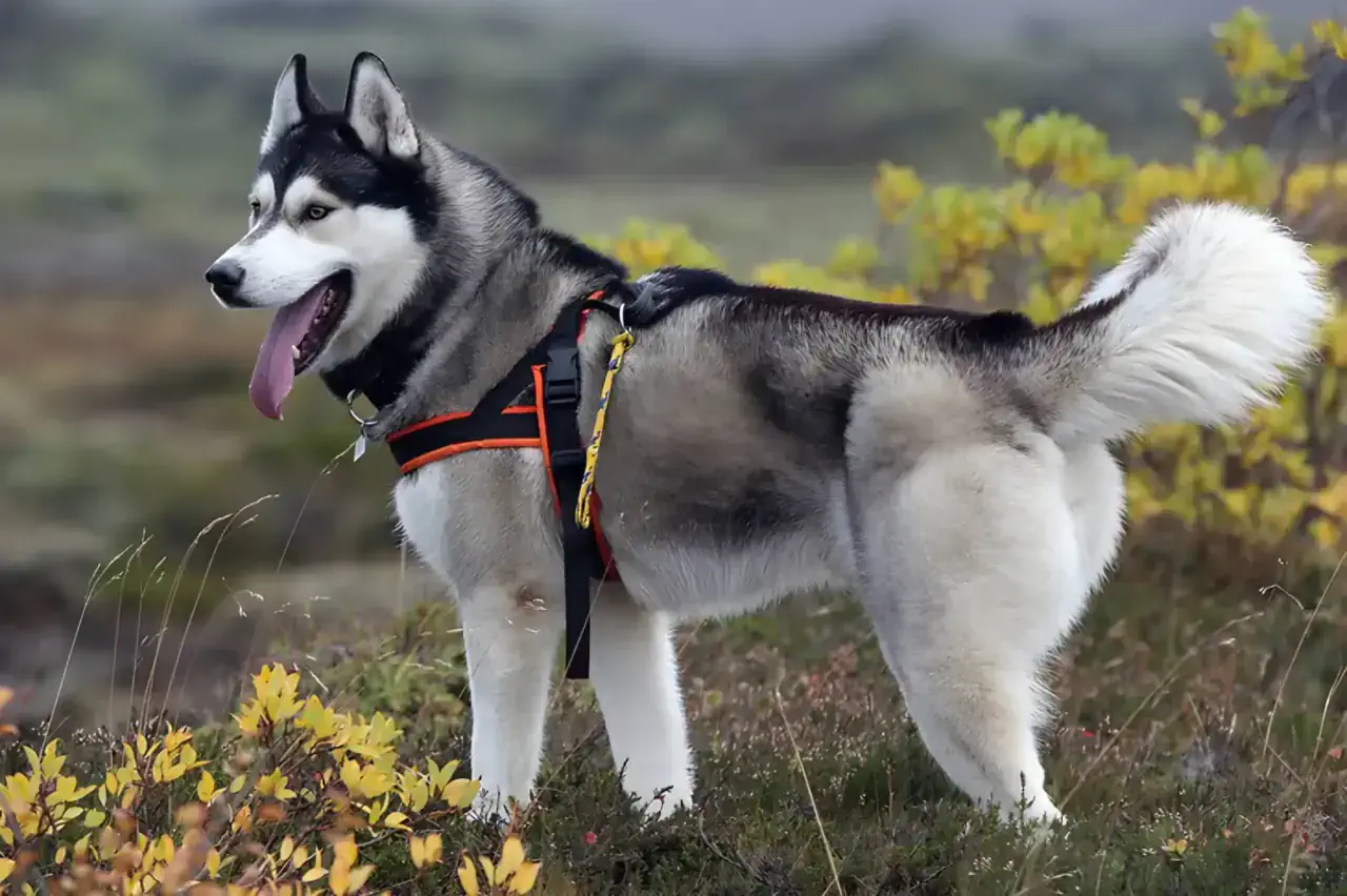 Алматыда хаски грумингі