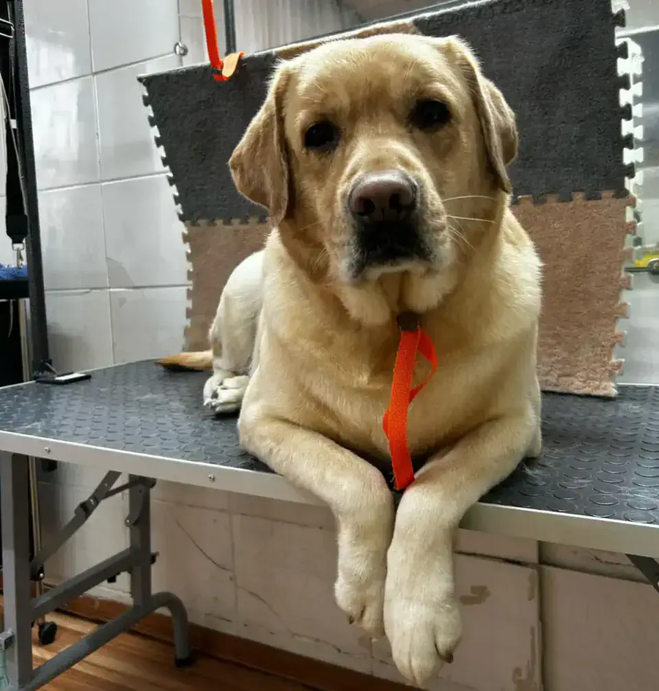 Груминг лабрадора в Алматы - фото 1