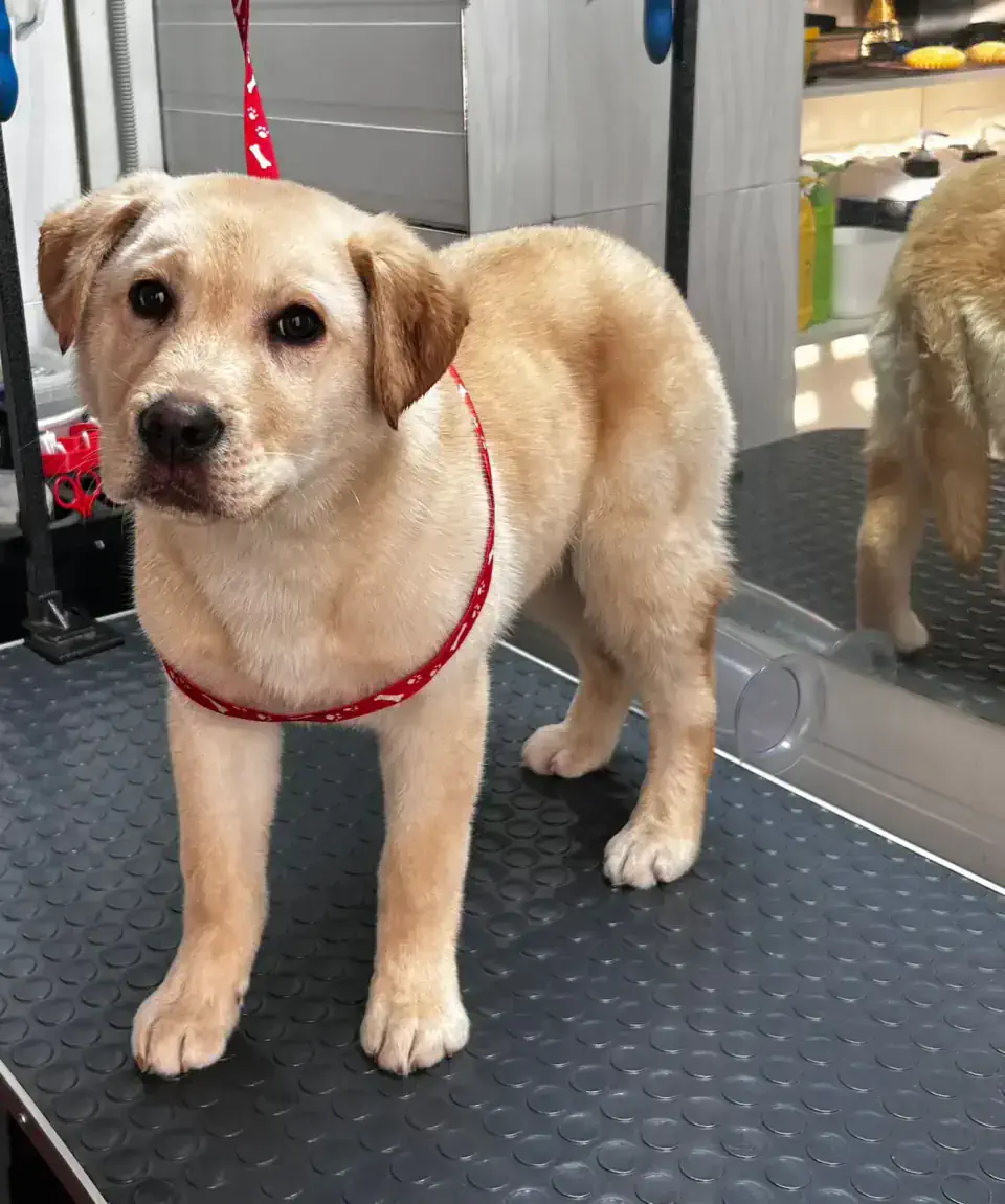 Груминг лабрадора в Алматы - фото 2