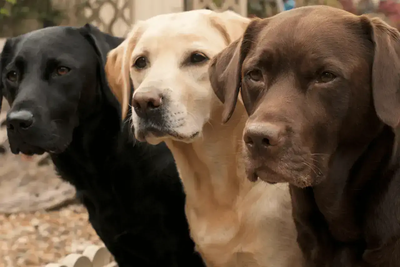 Груминг лабрадора в Алматы