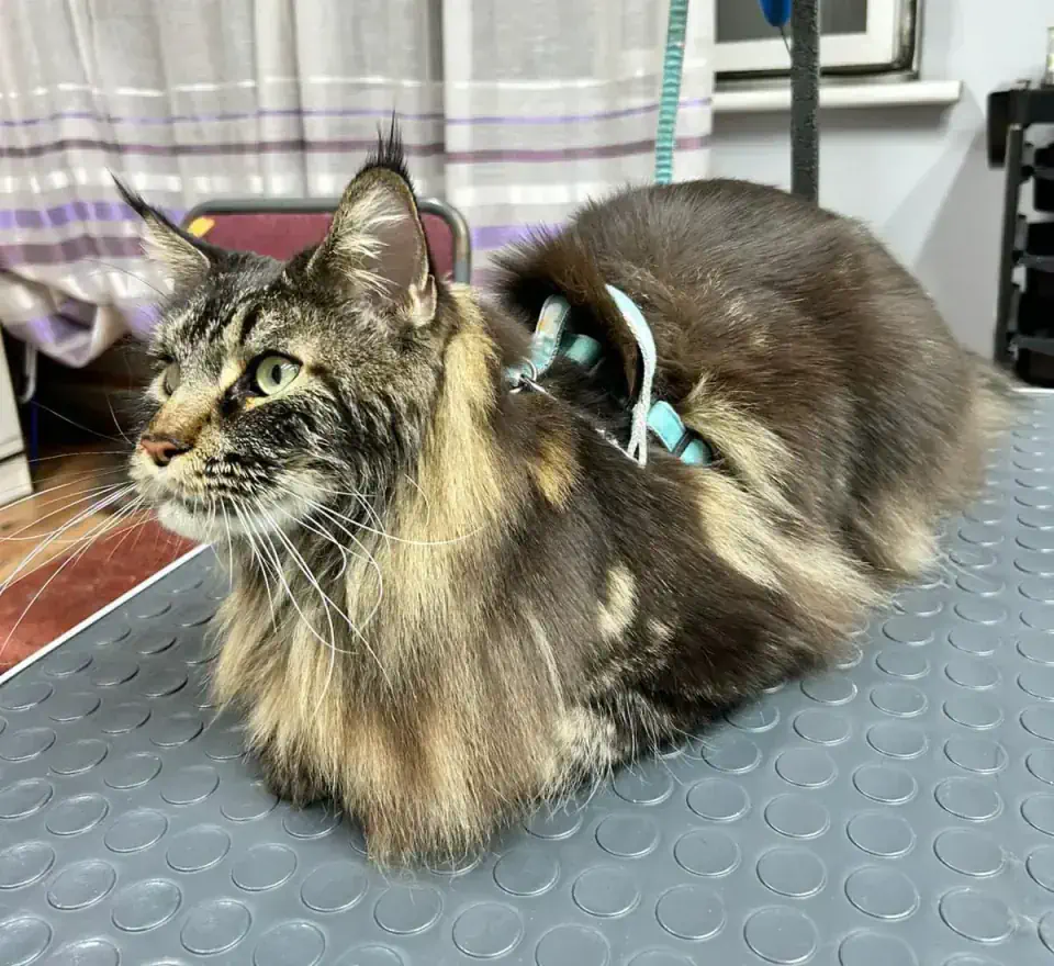 Груминг мейн куна в Алматы - фото 1