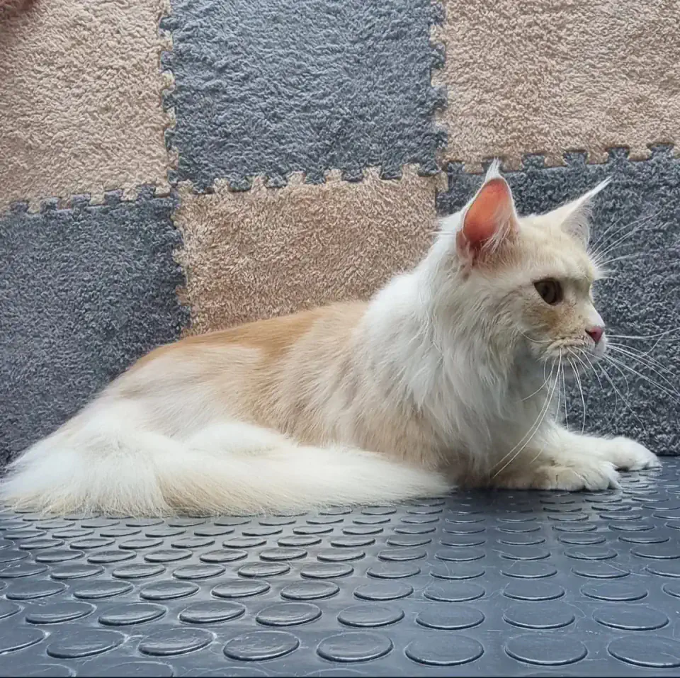 Груминг мейн куна в Алматы - фото 2