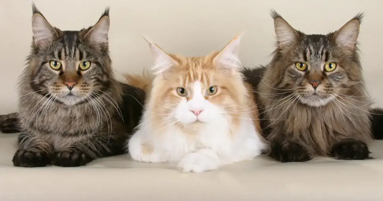 Груминг мейн куна в Алматы