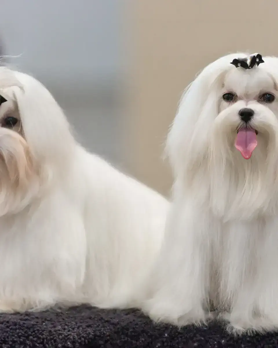 Груминг мальтезе в Алматы - фото 1