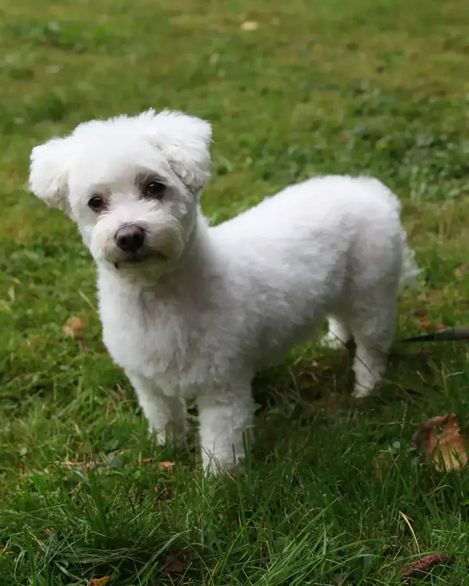 Груминг мальтезе в Алматы - фото 2