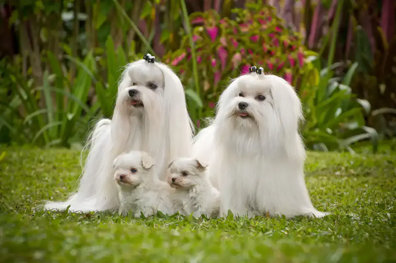 Груминг мальтезе в Алматы