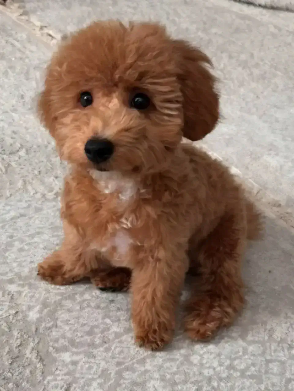 Груминг мальтипу в Алматы - фото 1