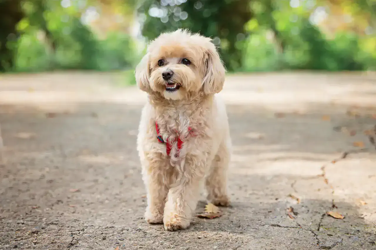 Груминг мальтипу в Алматы