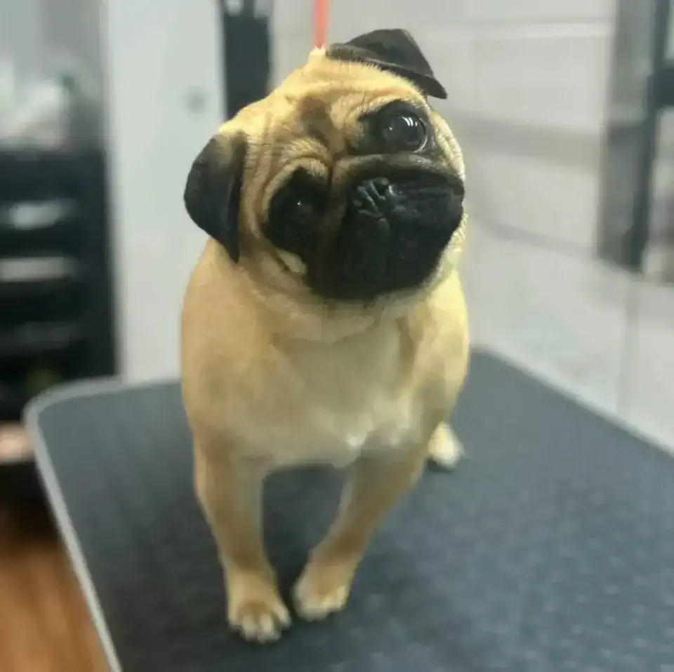 Груминг мопса в Алматы - фото 1