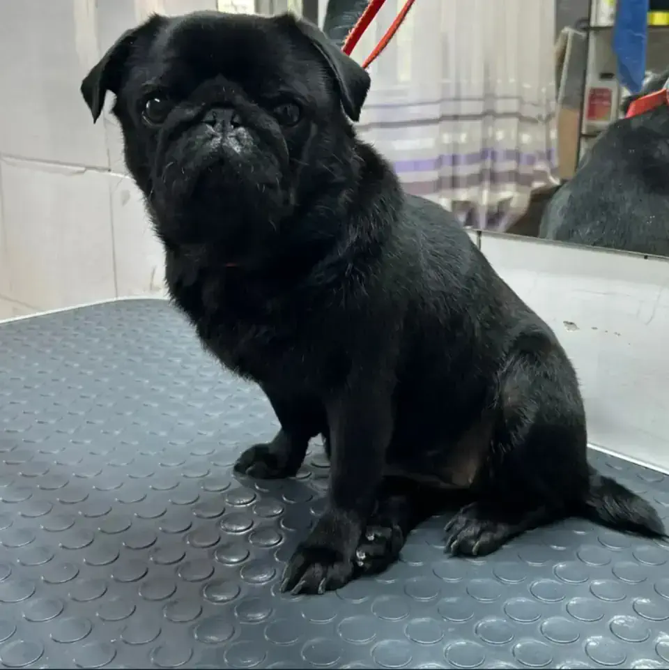 Груминг мопса в Алматы - фото 2