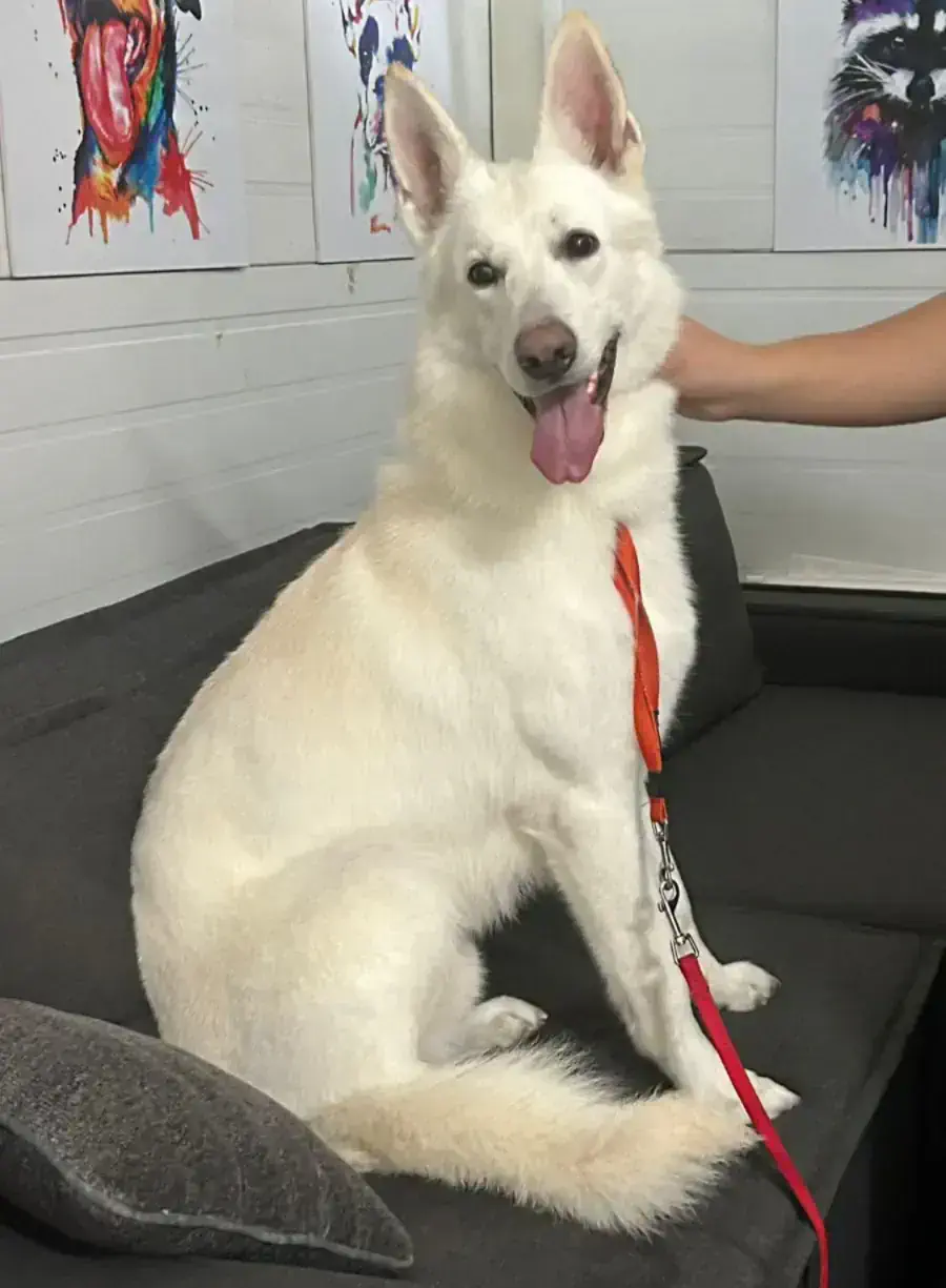 Груминг овчарок в Алматы - фото 1