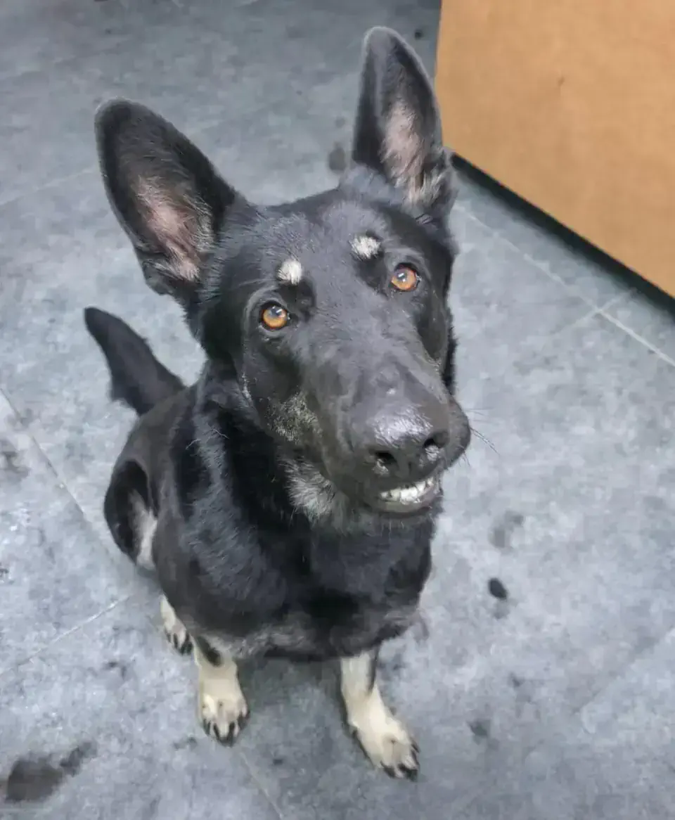 Груминг овчарок в Алматы - фото 2