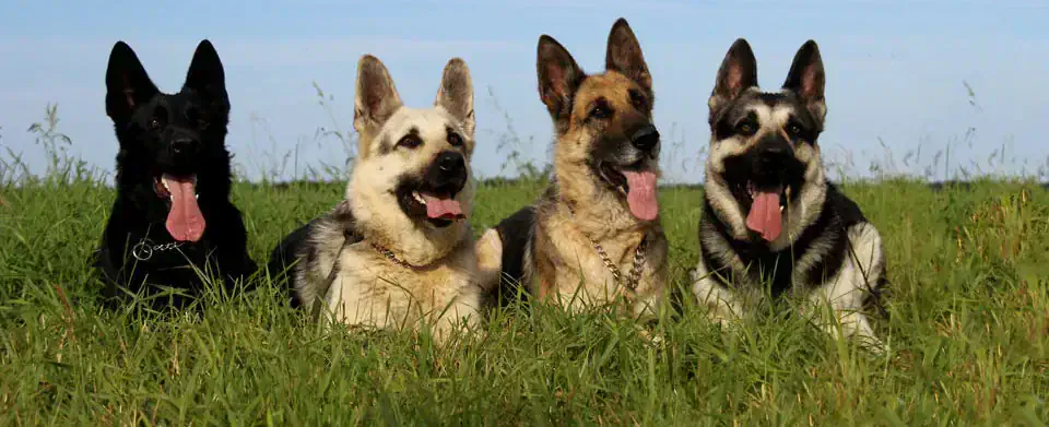 Груминг овчарок в Алматы