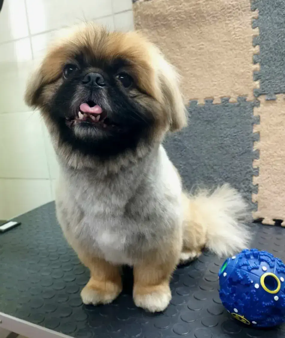 Груминг пекинеса в Алматы - фото 1