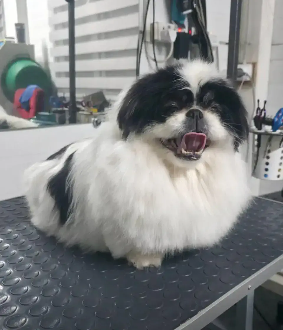 Груминг пекинеса в Алматы - фото 2