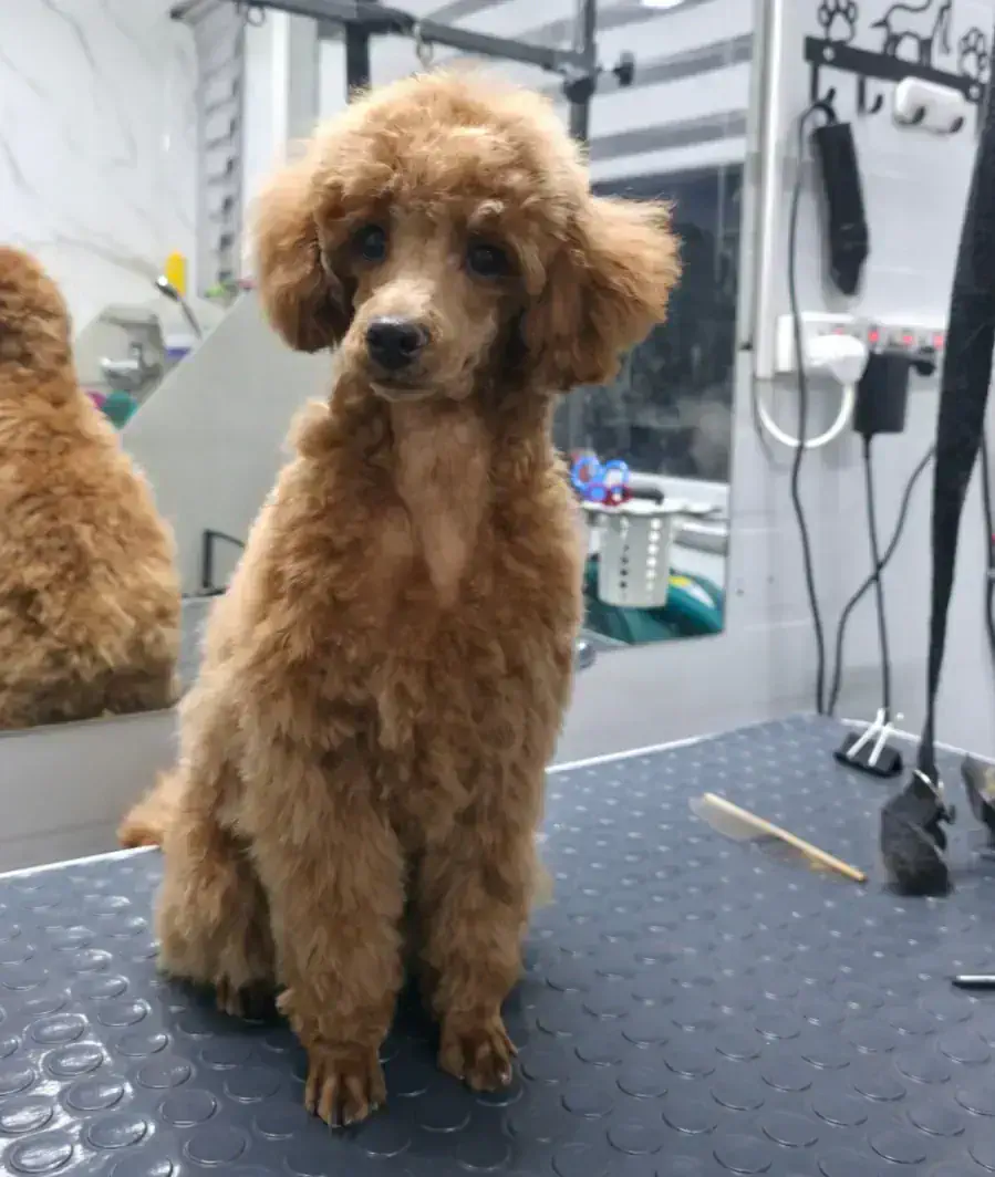 Груминг пуделя в Алматы - фото 1
