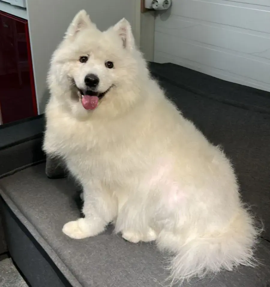 Груминг самоеда в Алматы - фото 1