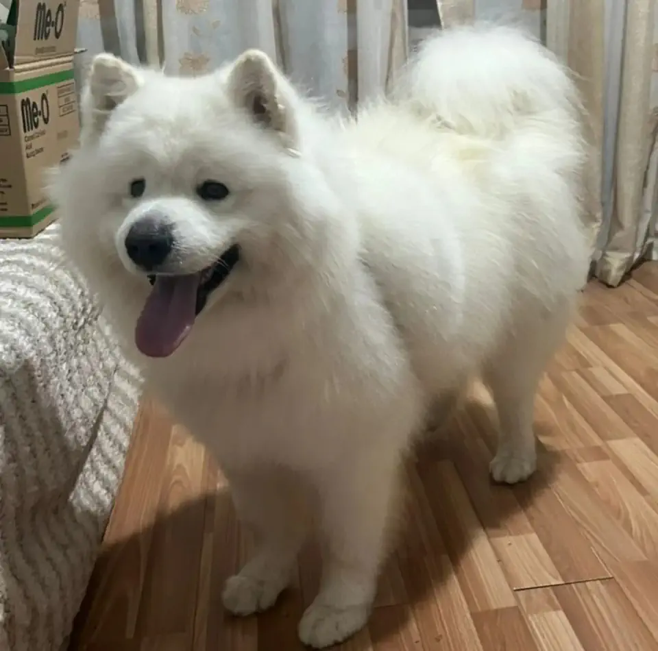Груминг самоеда в Алматы - фото 2