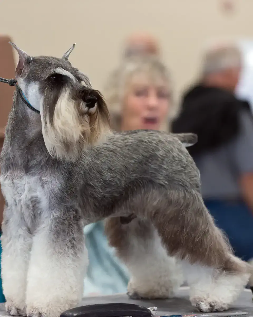 Алматыда шнауцер грумингі - фото 1
