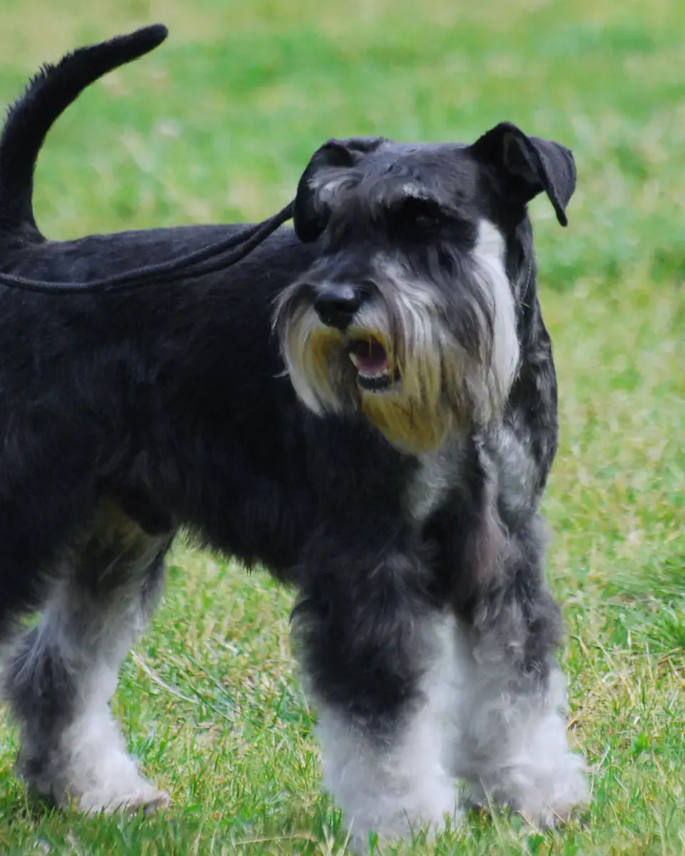 Алматыда шнауцер грумингі - фото 2