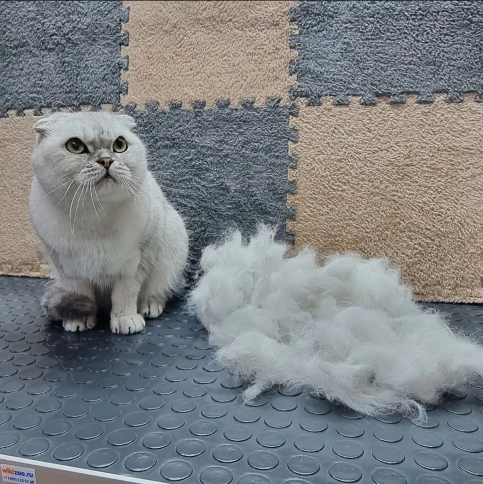 Груминг шотландской кошки в Алматы - фото 1