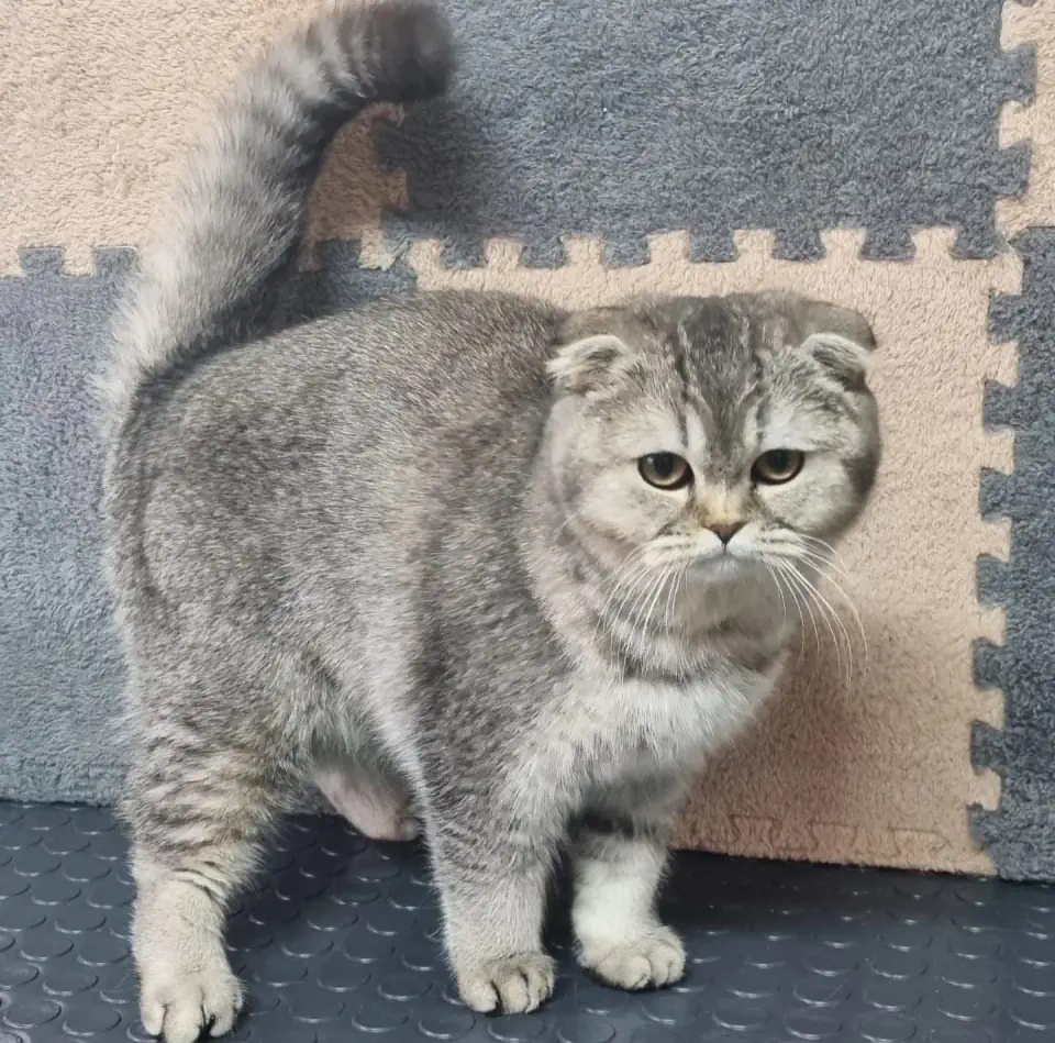 Груминг шотландской кошки в Алматы - фото 2