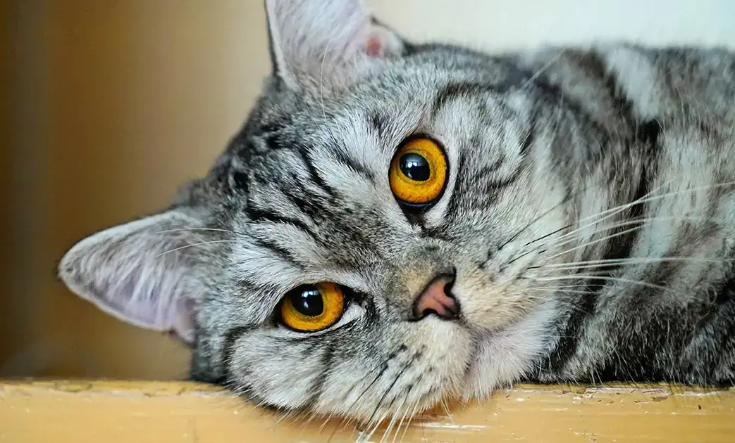 Груминг шотландской кошки в Алматы