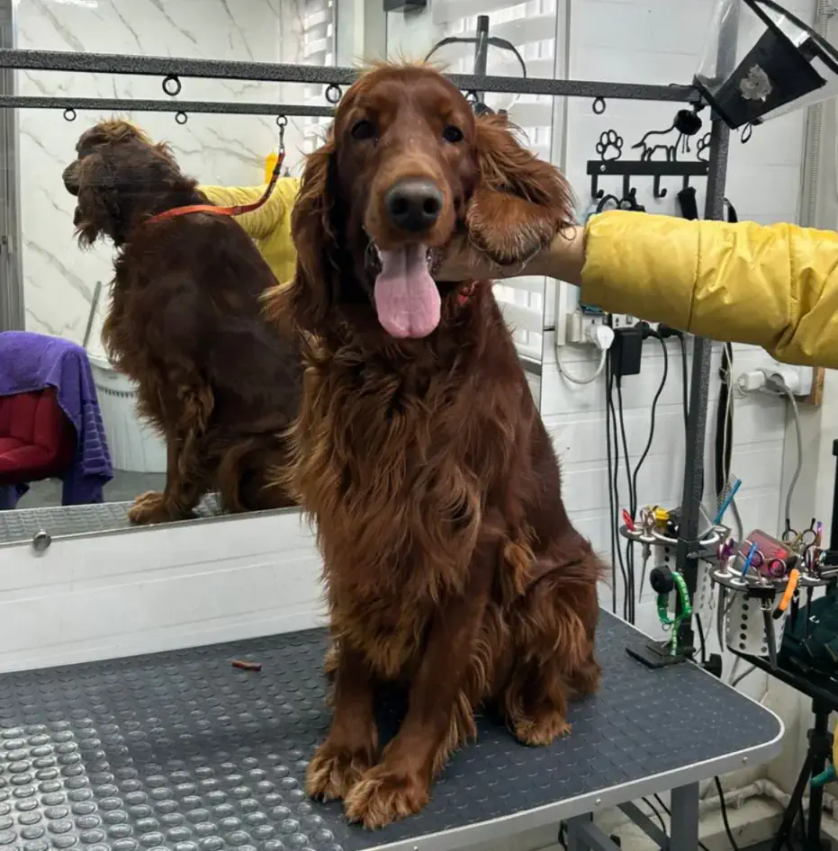 Груминг сеттера в Алматы - фото 1