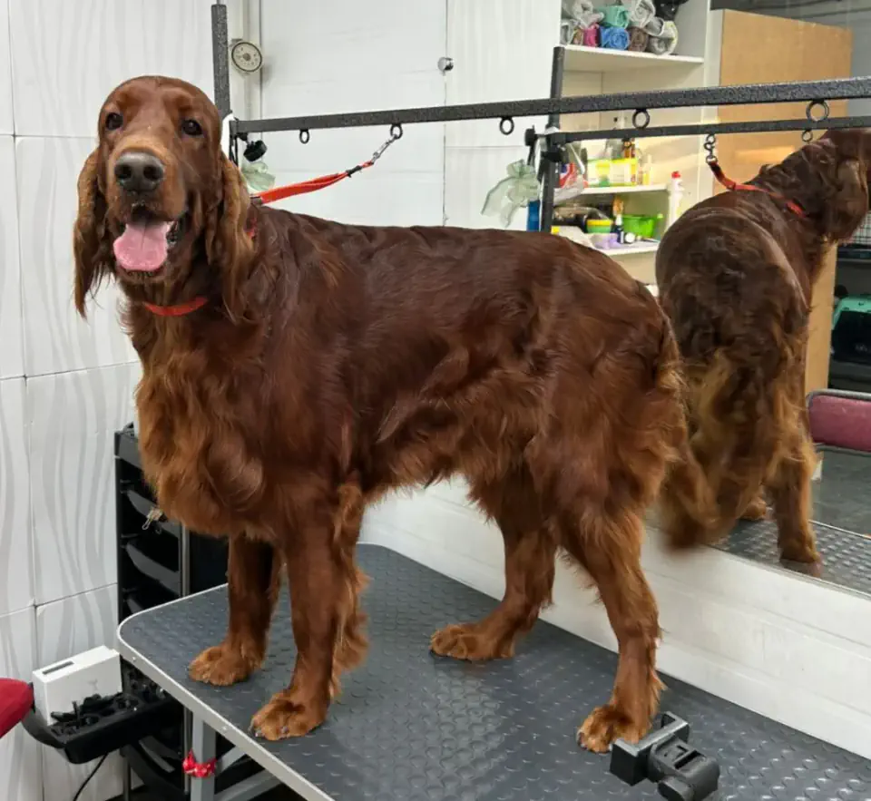 Груминг сеттера в Алматы - фото 2