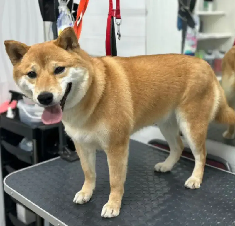 Алматыда сиба-ину грумингі - фото 1