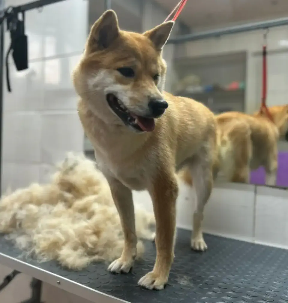 Алматыда сиба-ину грумингі - фото 2