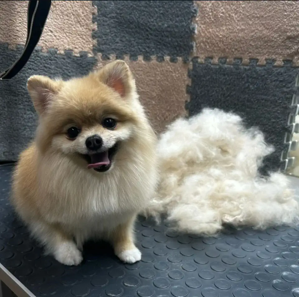 Груминг шпица в Алматы - фото 1