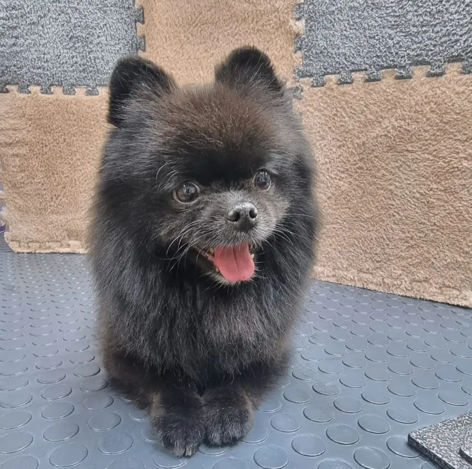 Груминг шпица в Алматы - фото 2