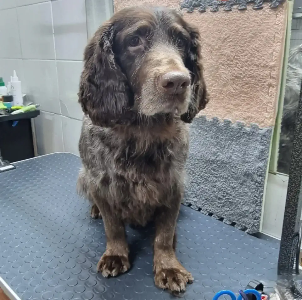 Алматыда спаниель грумингі - фото 1