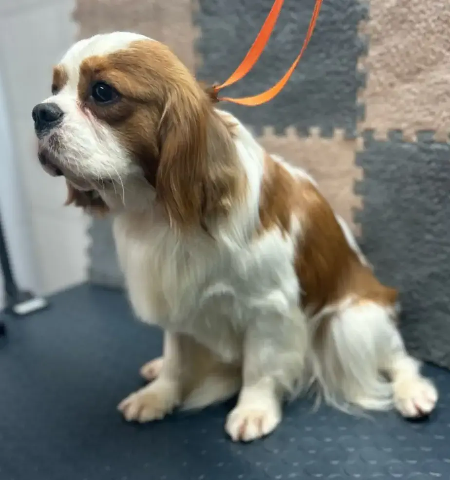 Алматыда спаниель грумингі - фото 2