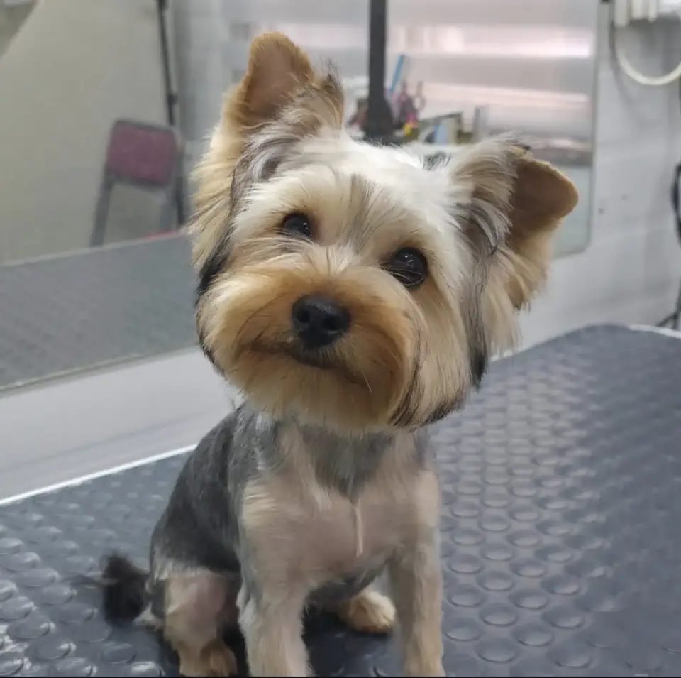 Груминг йорка в Алматы - фото 1