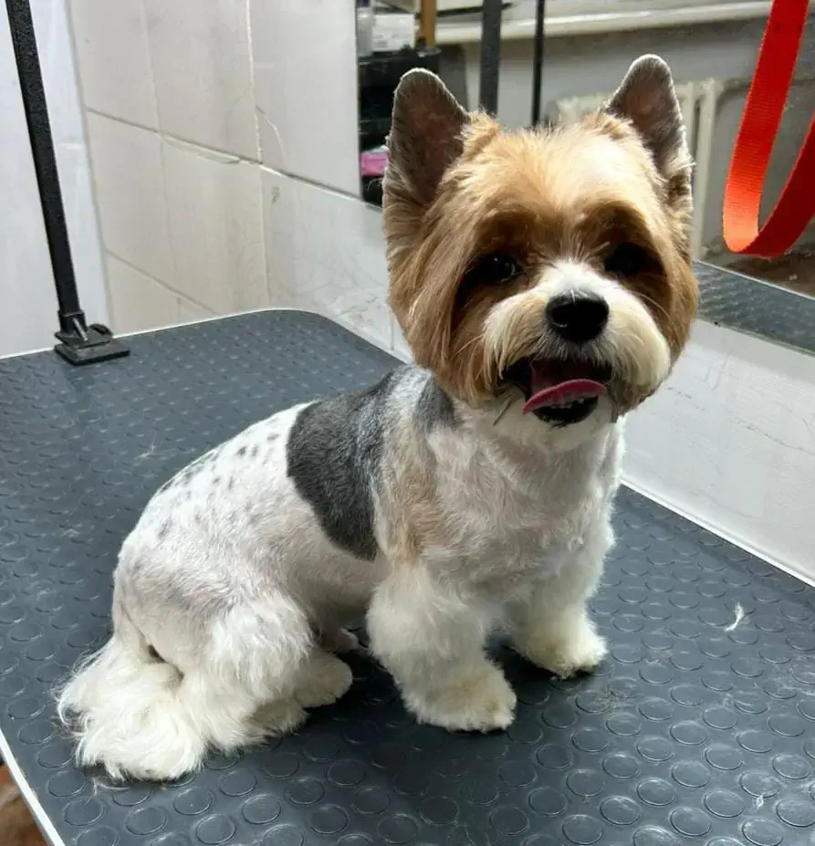 Груминг йорка в Алматы - фото 2