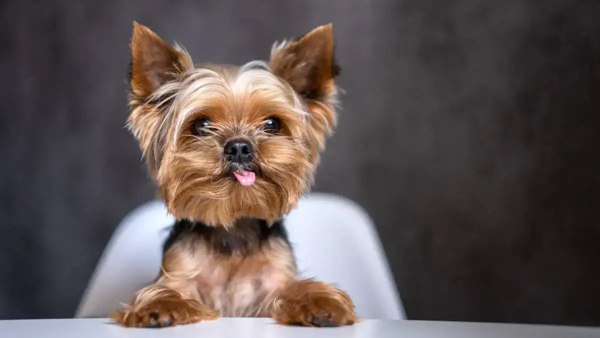 Груминг йорка в Алматы